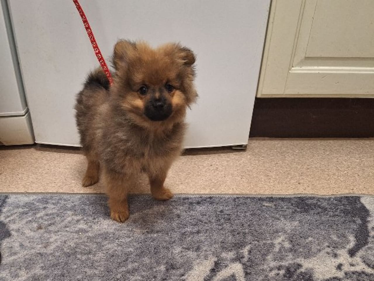 German Spitz – Mittelspitz