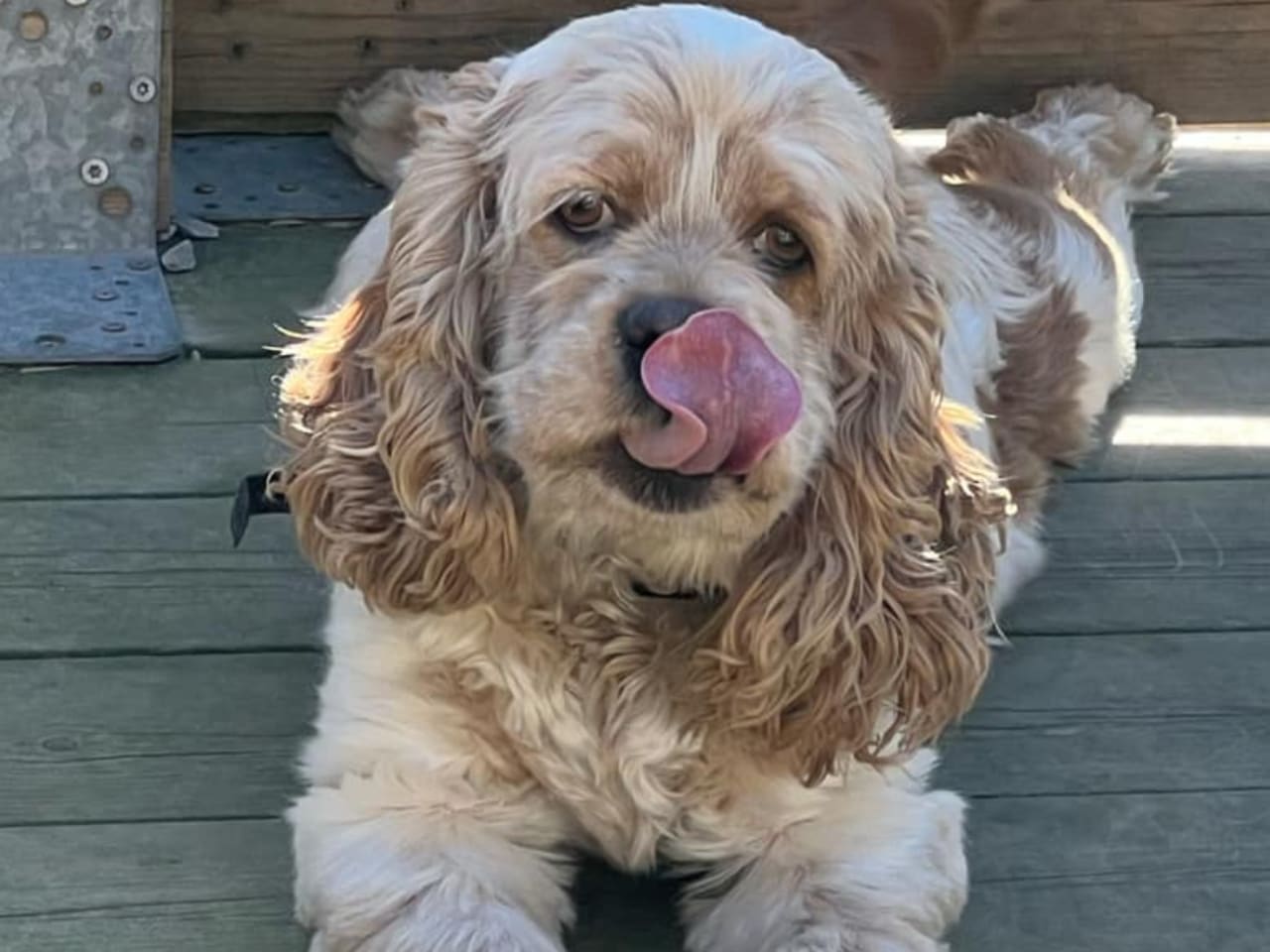 American Cocker Spaniel · 2021-09-18 · Påarp · Charlotte S.