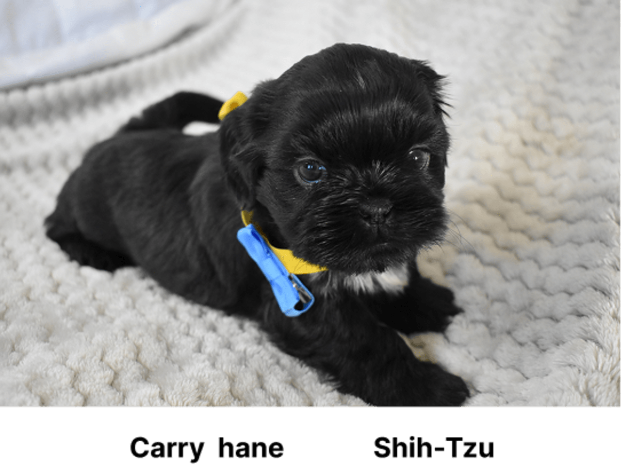 Shih Tzu · 2025-12-29 · Saltsjö-boo · The merry shih-tzu family