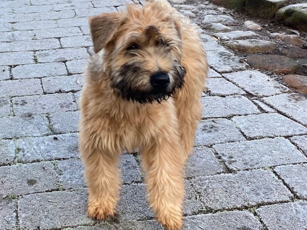 Irish Soft Coated Wheaten Terrier