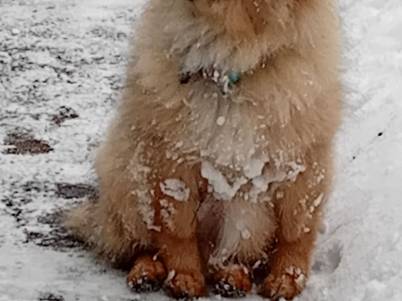 German Spitz – Mittelspitz