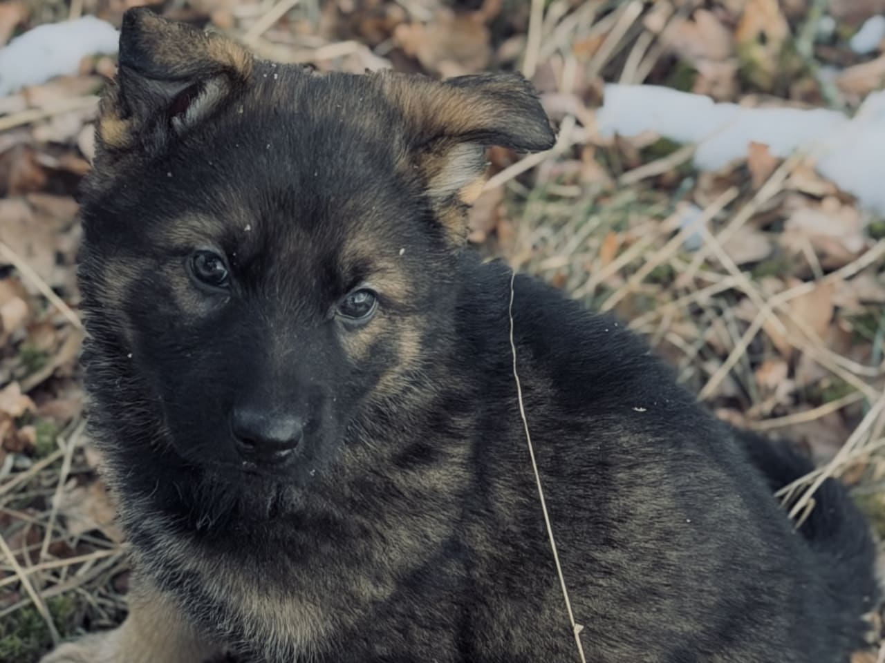 German Shepherd Dog · 2026-02-12 · Habo · Beathalandet