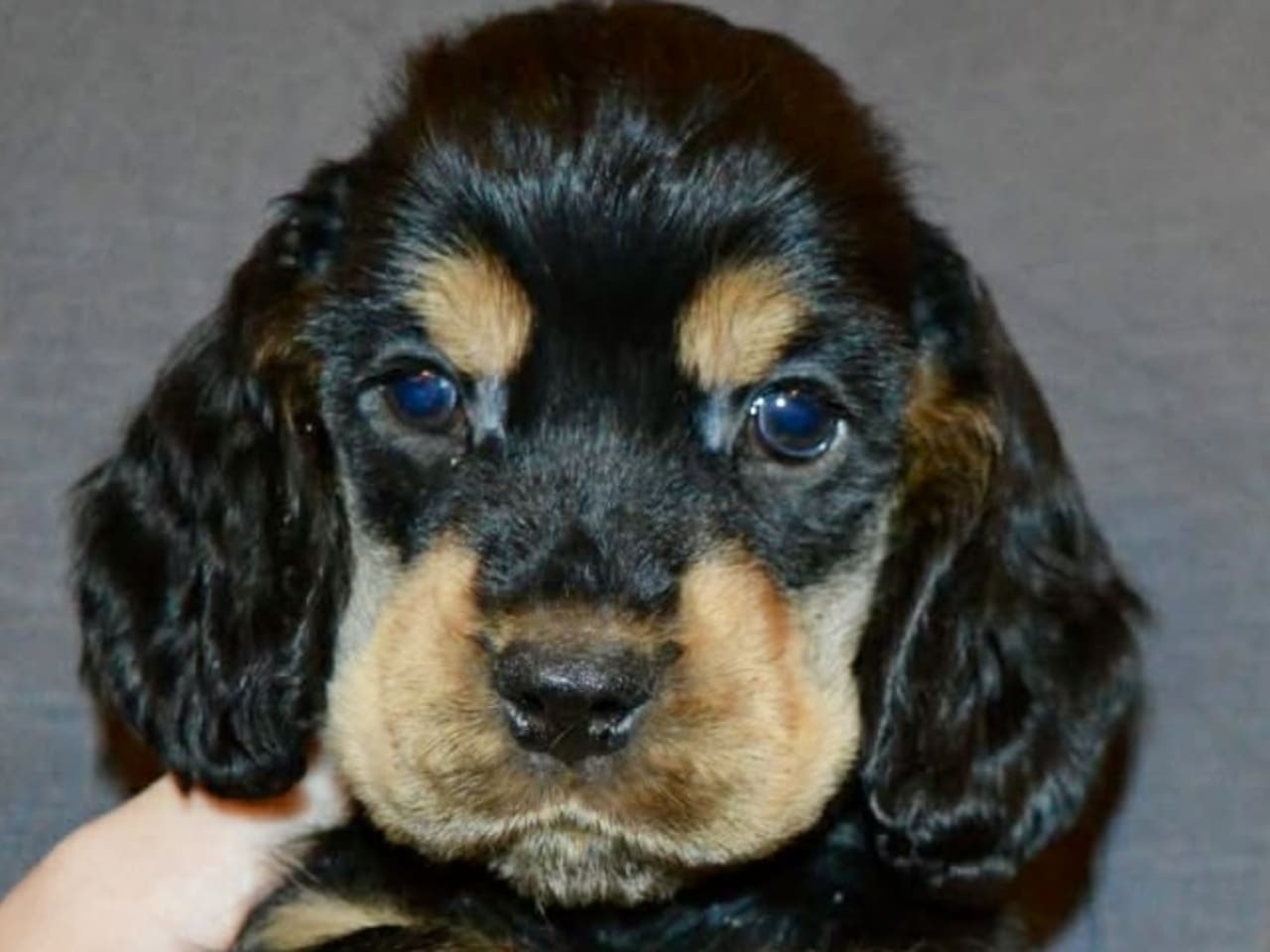 Cocker Spaniel