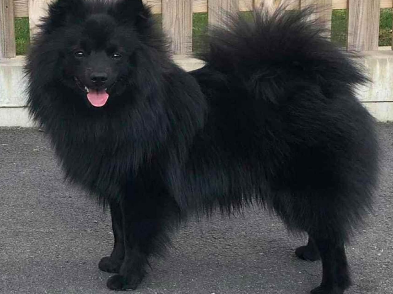 German Spitz – Mittelspitz