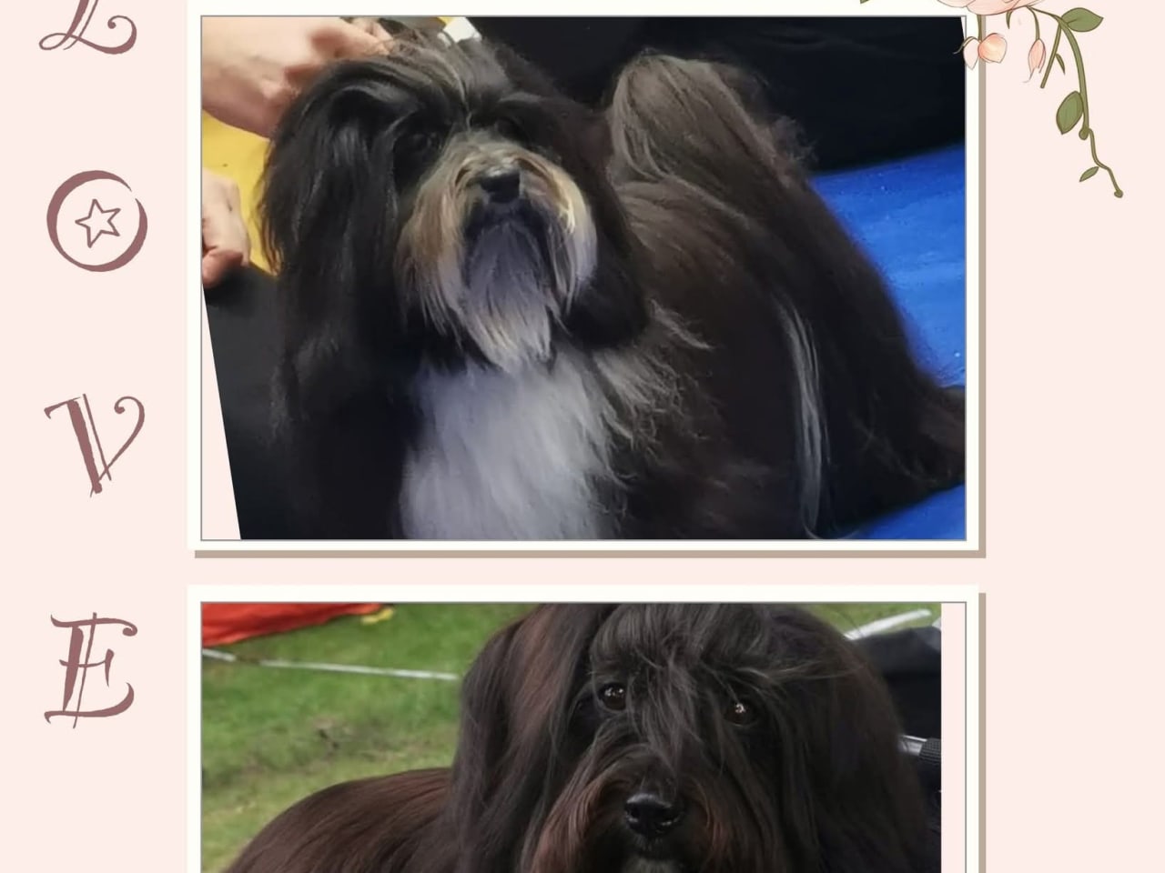 Havanese · 2026-01-13 · Tjörnarp · Ispärlans kennel