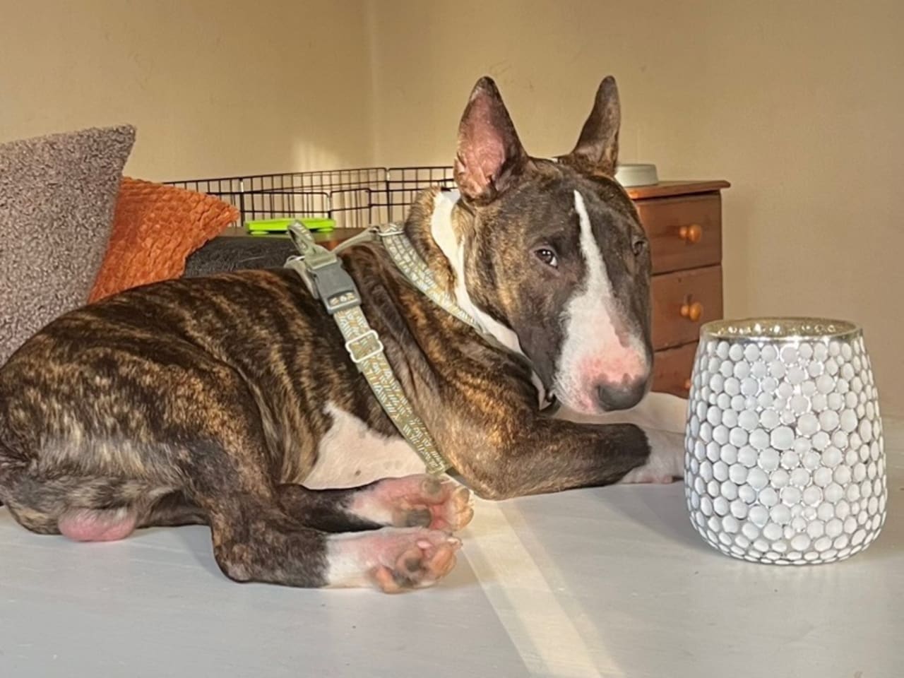 Miniature Bull Terrier