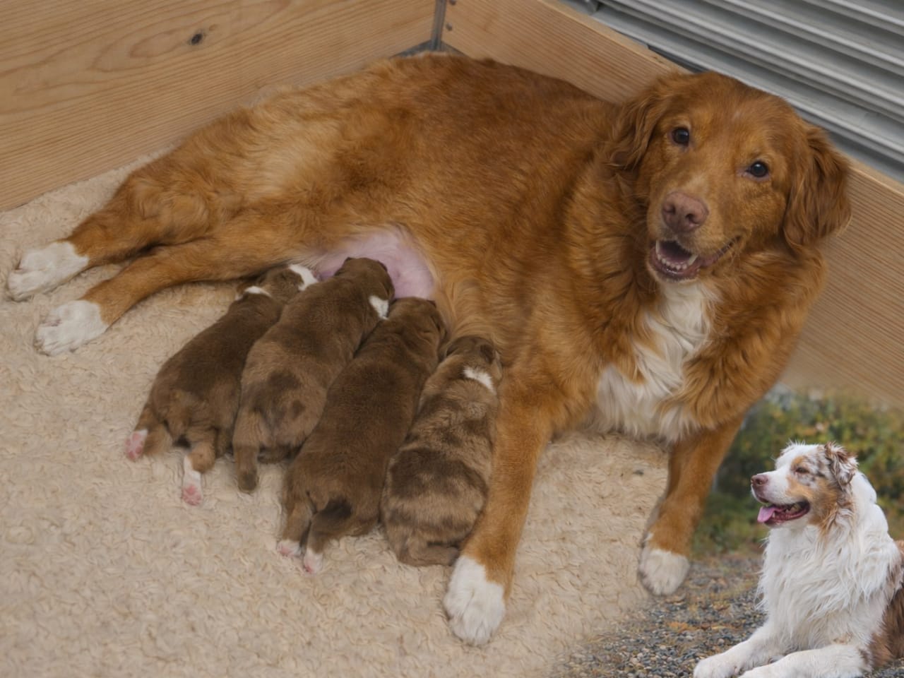 Australian Shepherd/ Tollare · 2026-01-17 · Gällivare · Sanna J.