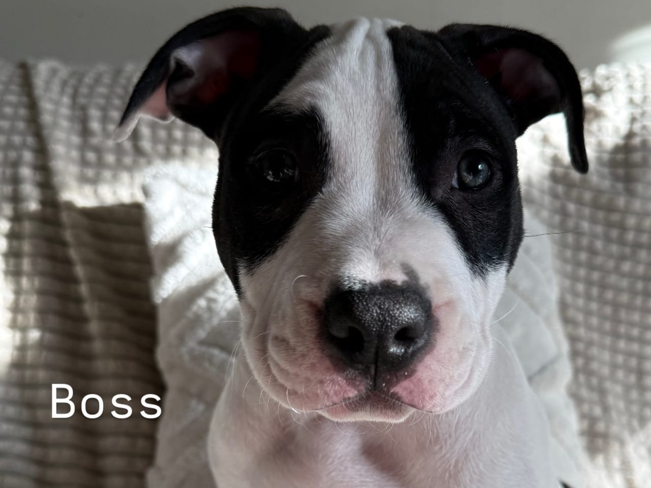 American Bully · 2025-12-05 · Nykvarn · Malin W.