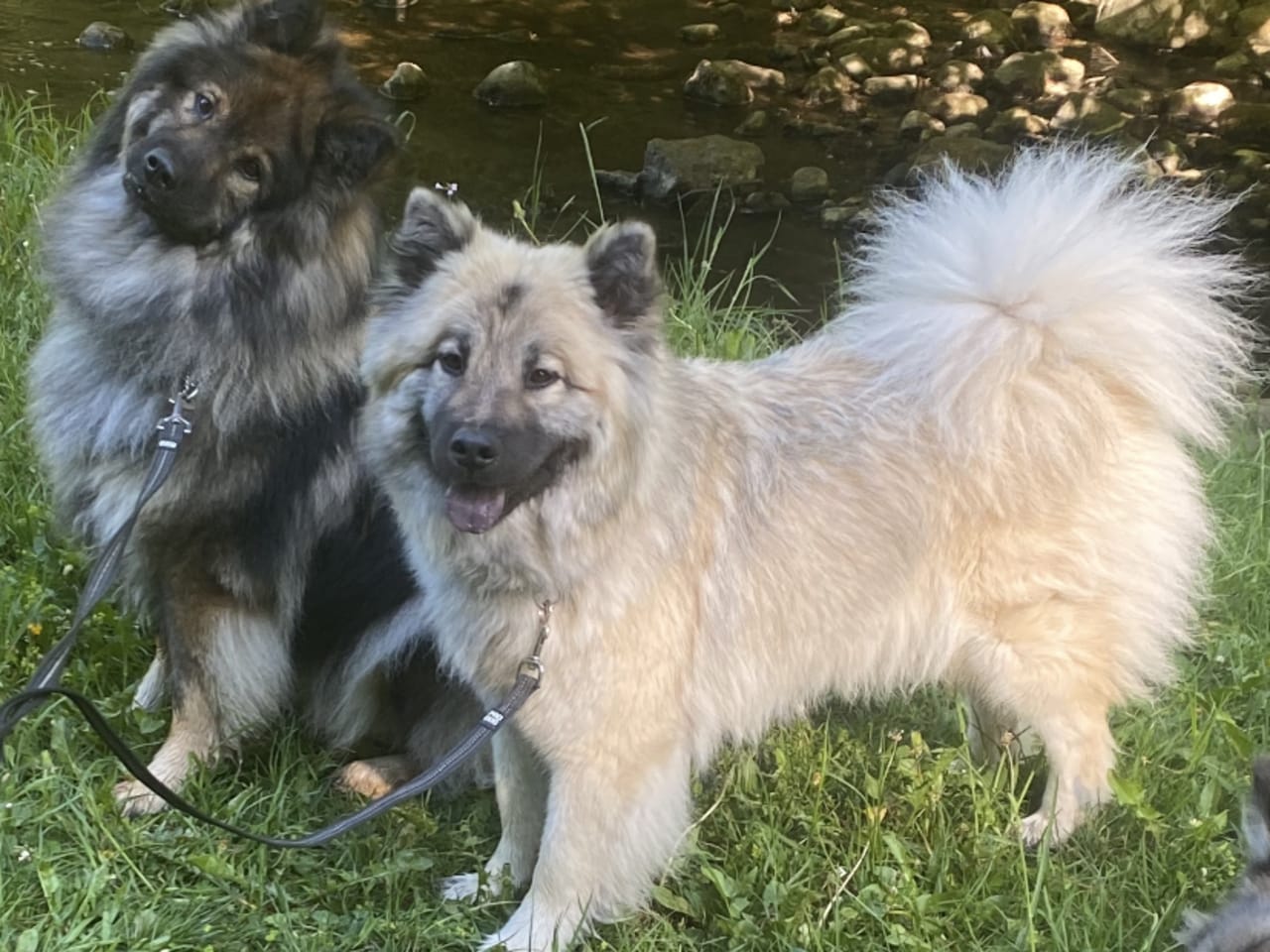 Eurasier