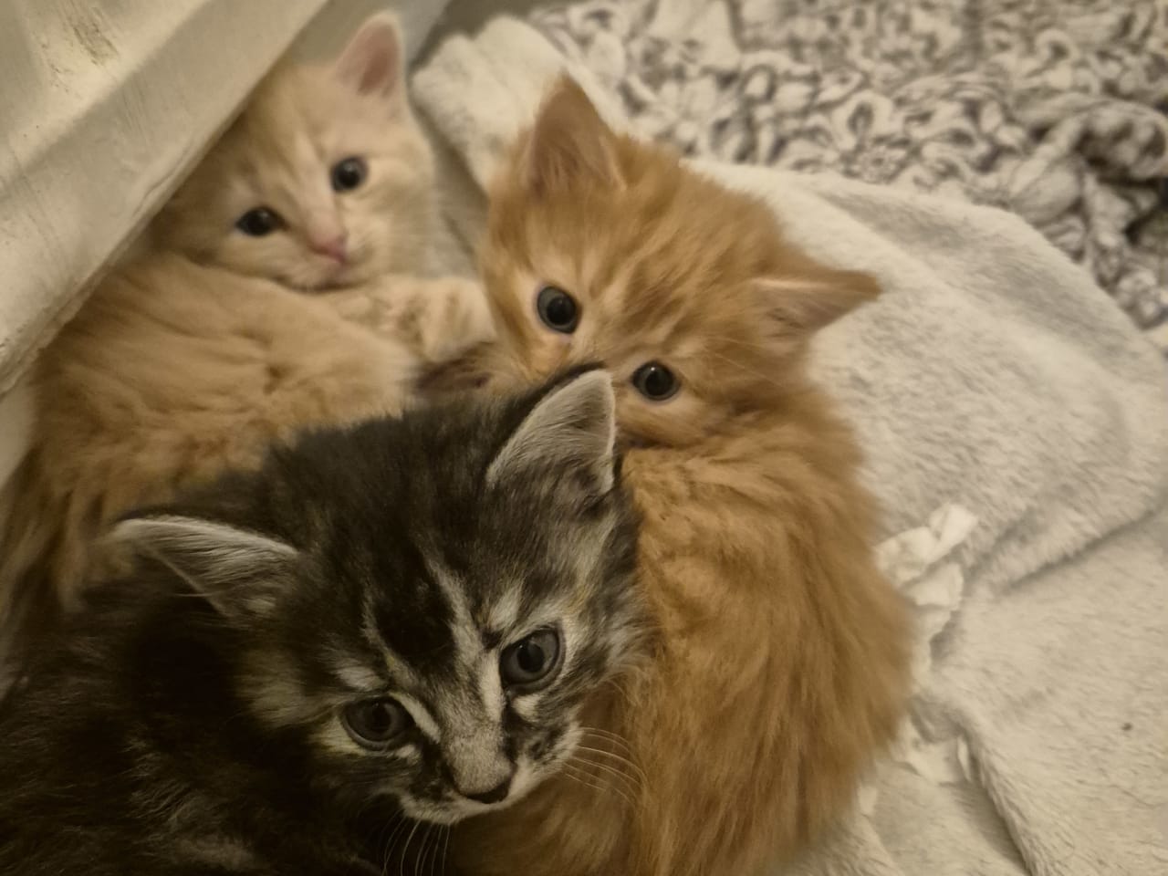 Blandras · 2025-11-03 · Malå · Helena H.