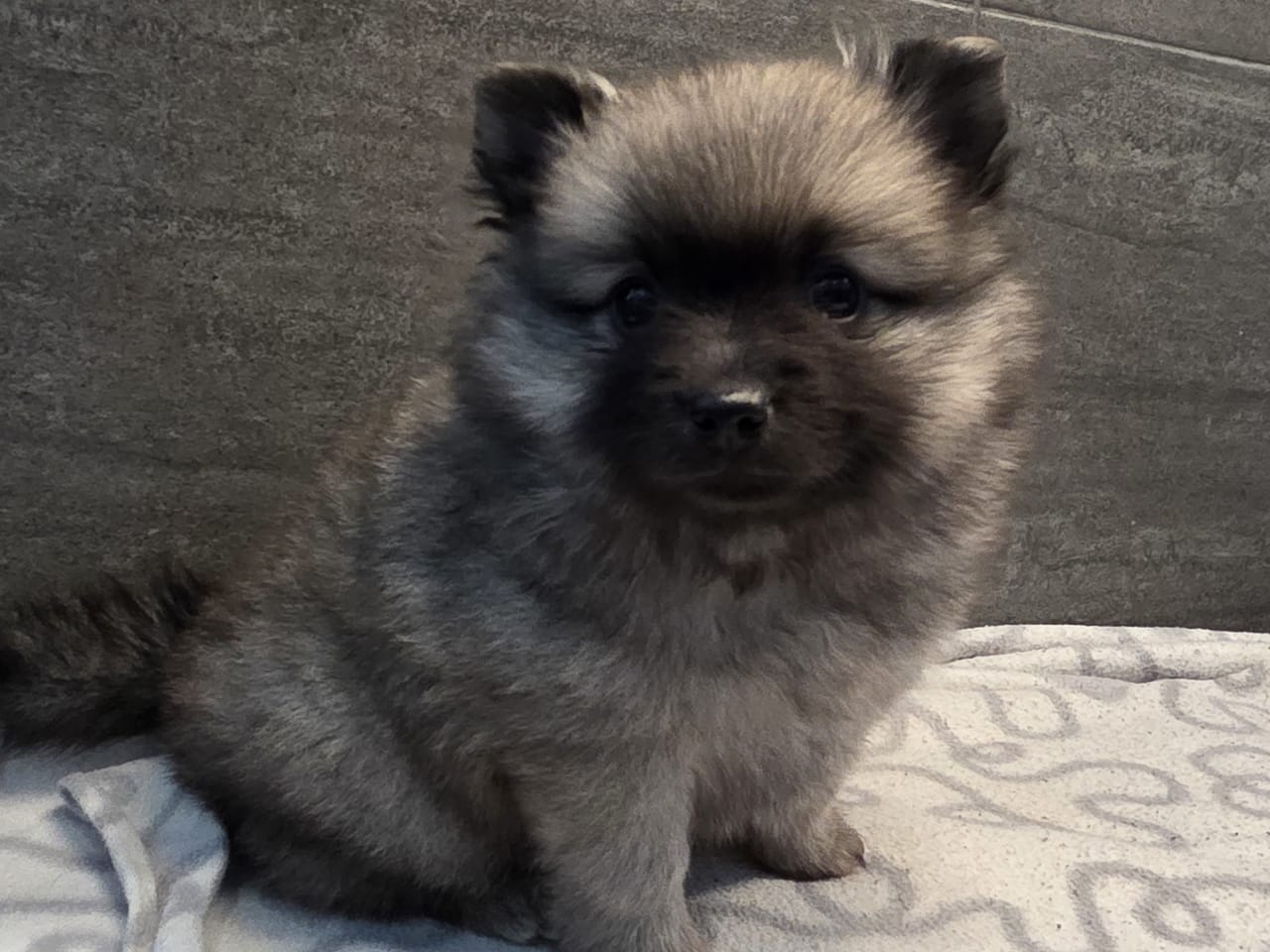 German Spitz – Mittelspitz