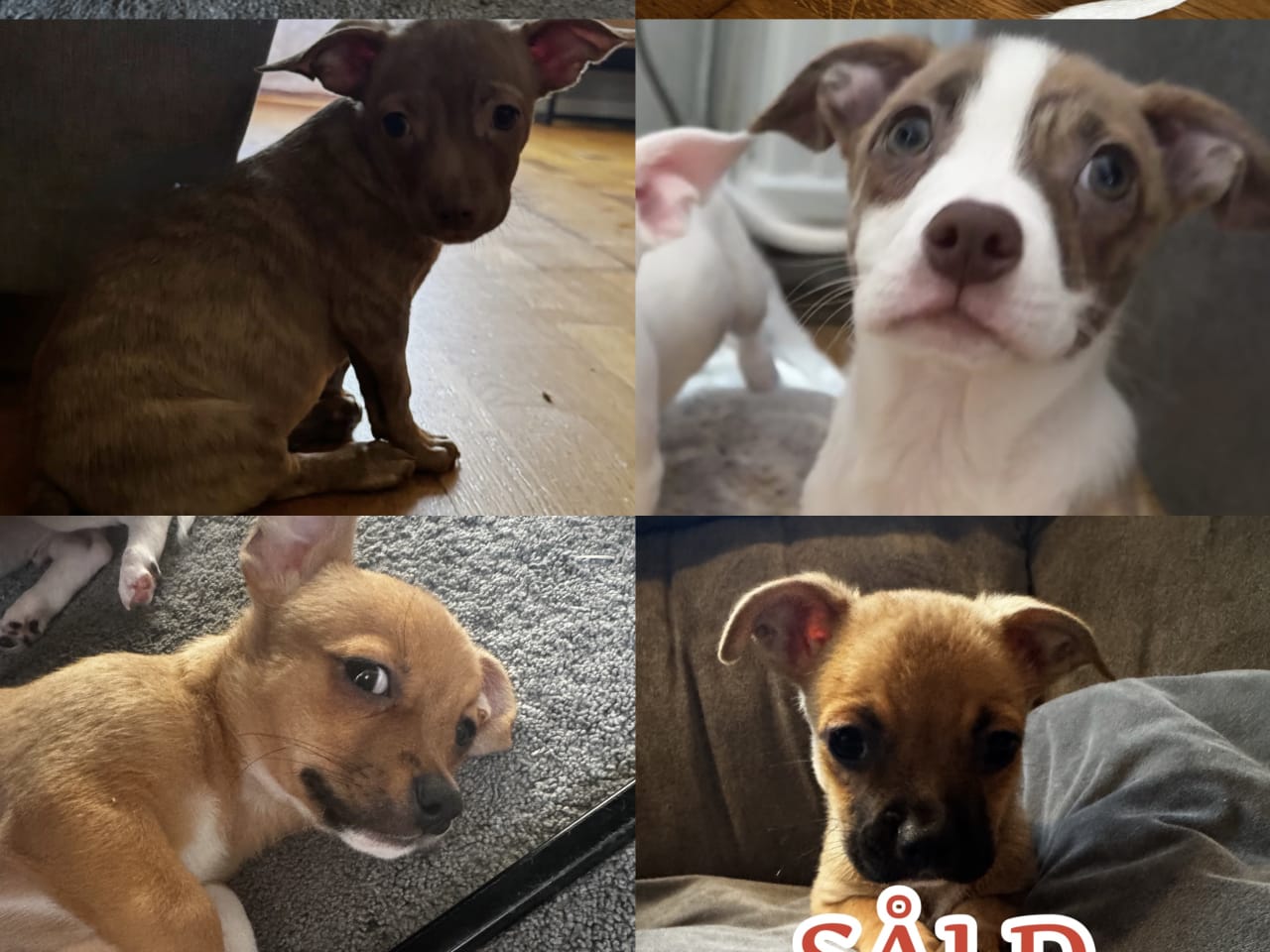 Chihuahua/Bully · 2026-11-11 · Trosa · Anette S.