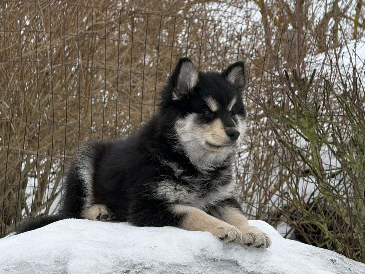 Finnish Lapphund