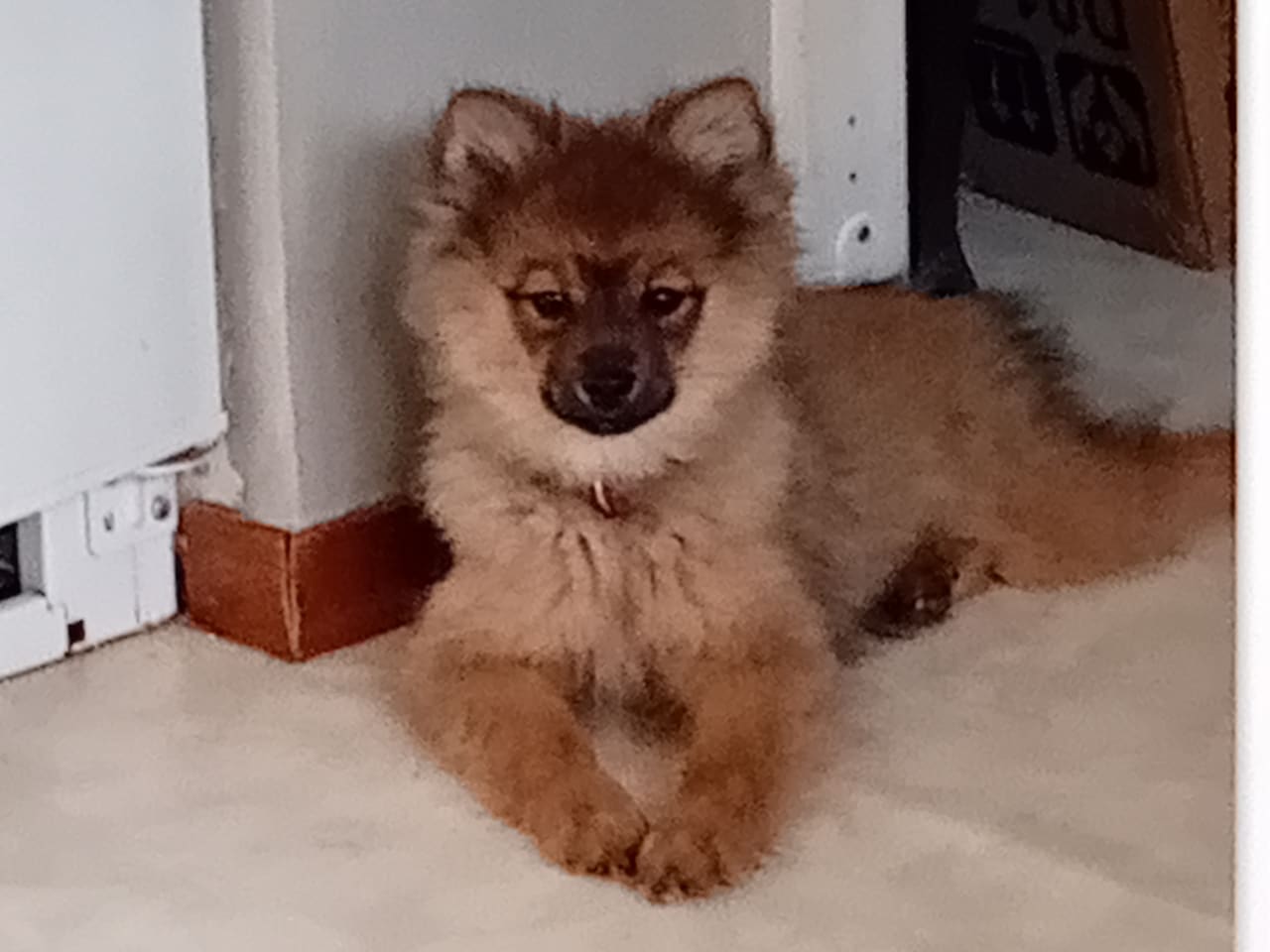 German Spitz – Mittelspitz