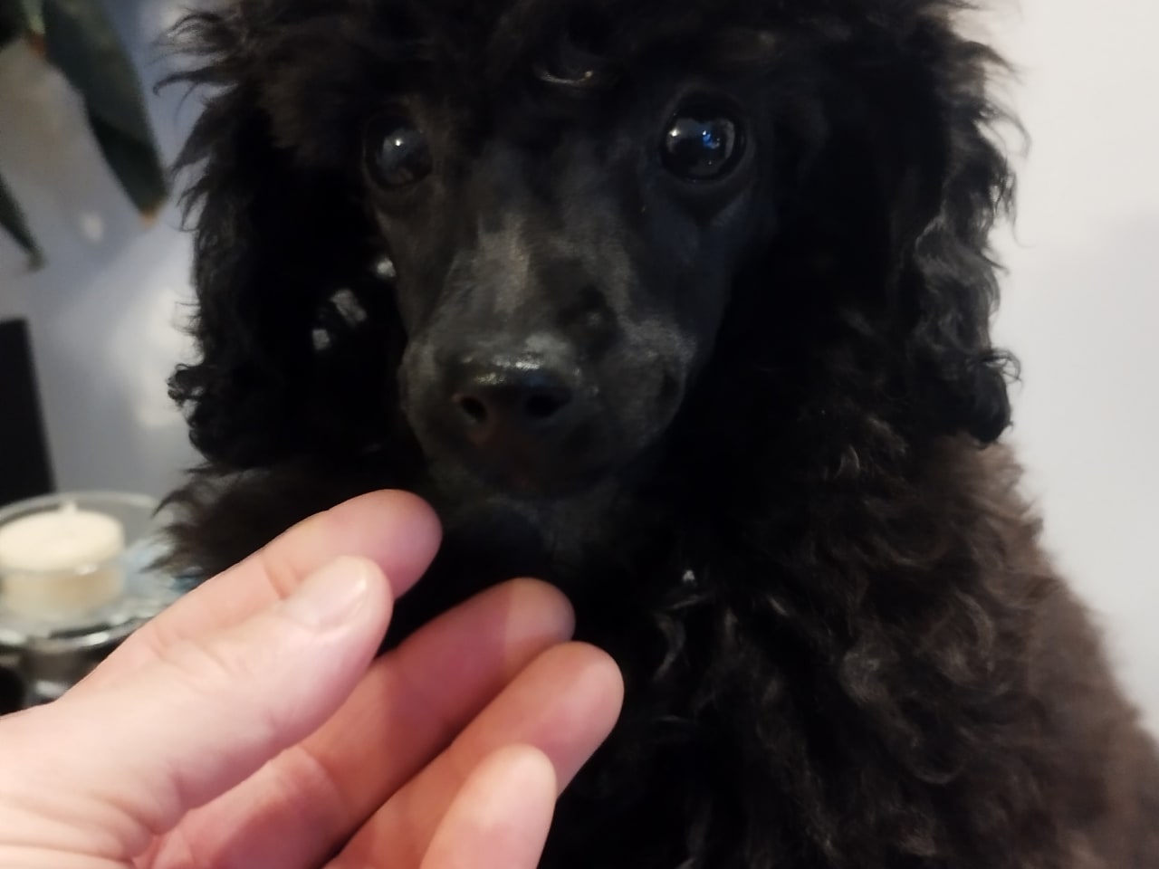 Pudel, dvärg · 2025-10-17 · Hjortkvarn · Tanja N.