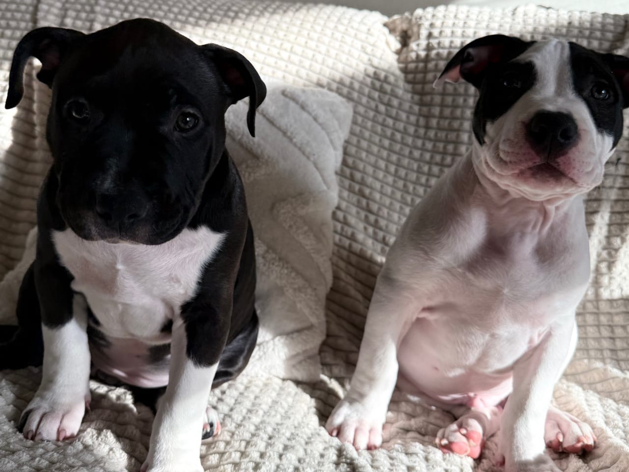 American Bully · 2025-12-05 · Nykvarn · Malin W.