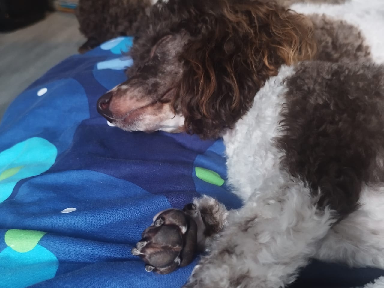 Pudel Mellan · 2022-01-01 · Hjortkvarn · Hjortkvarns Cavapoo