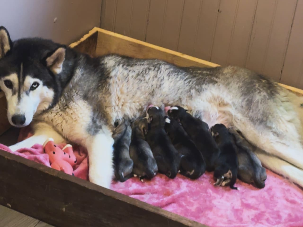 Siberian Husky · 2025-11-07 · Floby · Vargarflockens