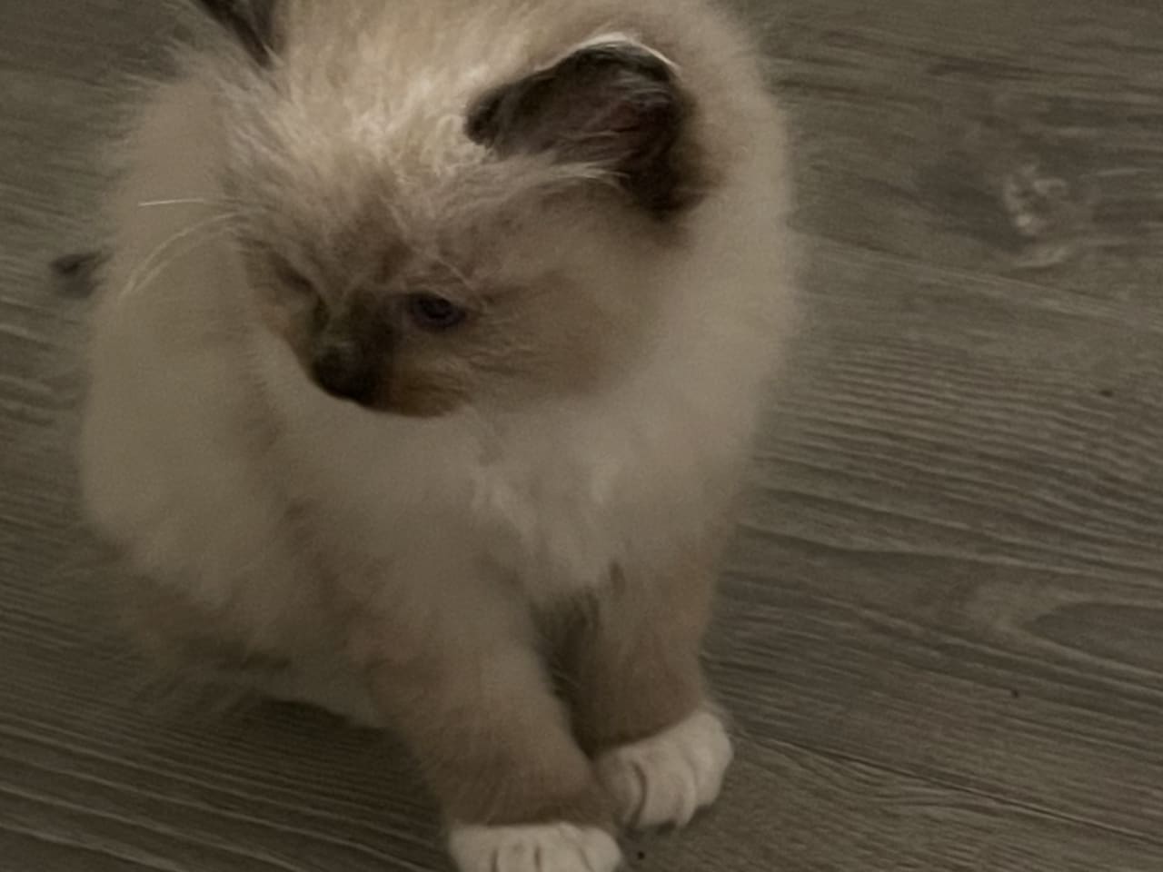 Ragdoll · 2025-12-06 · Vallentuna · Anderwels