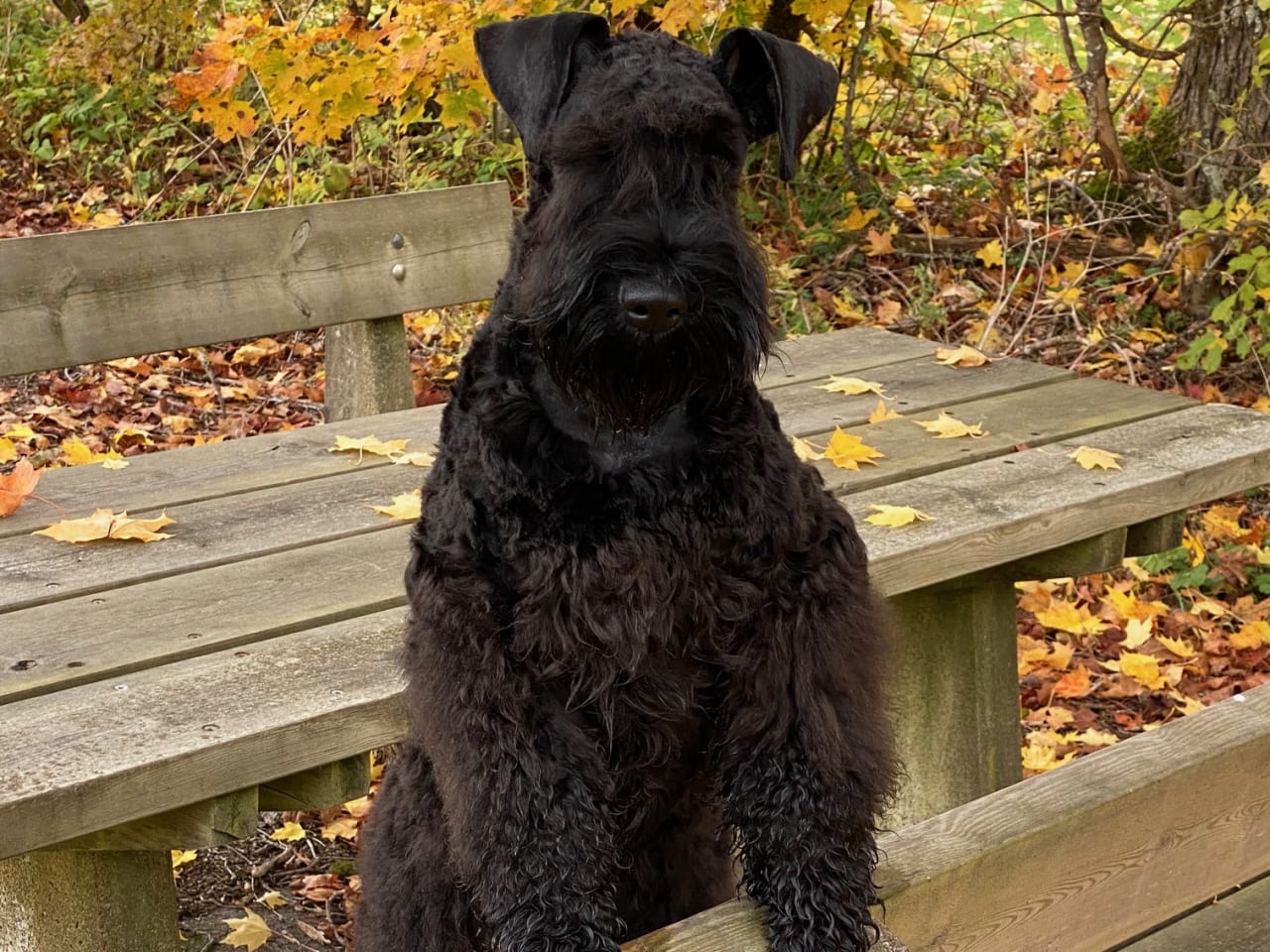 Kerry Blue Terrier