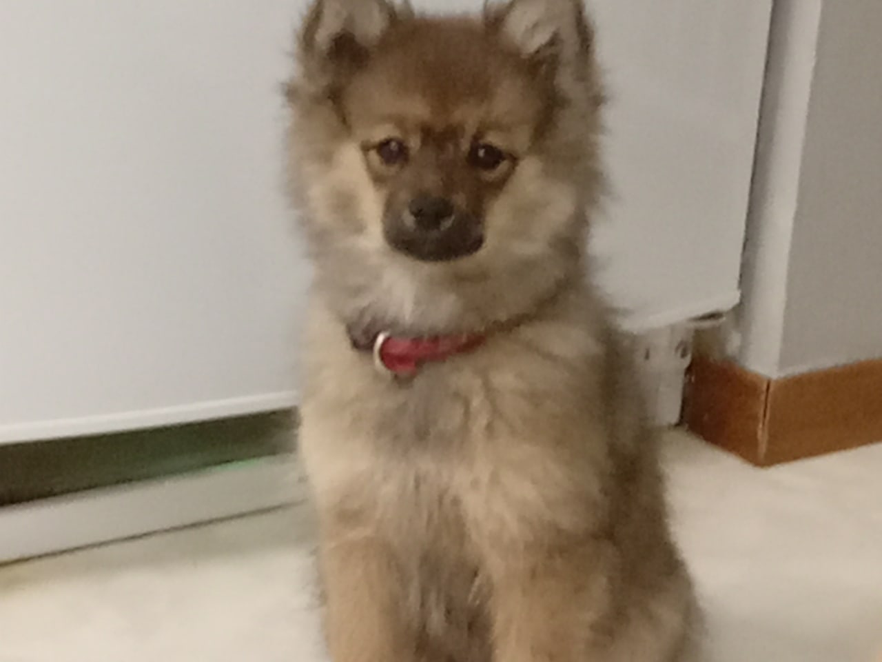 German Spitz – Mittelspitz