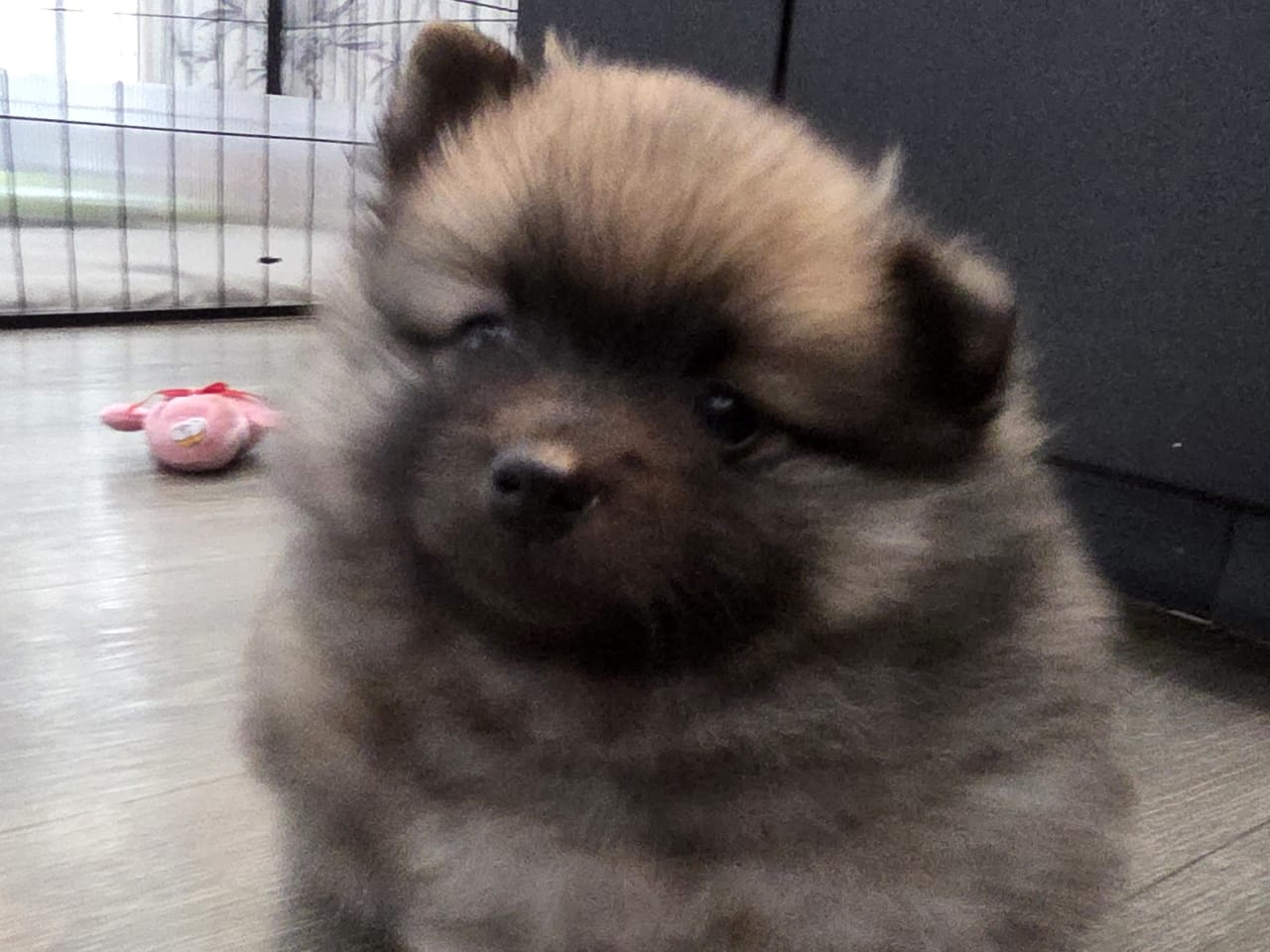 German Spitz – Mittelspitz