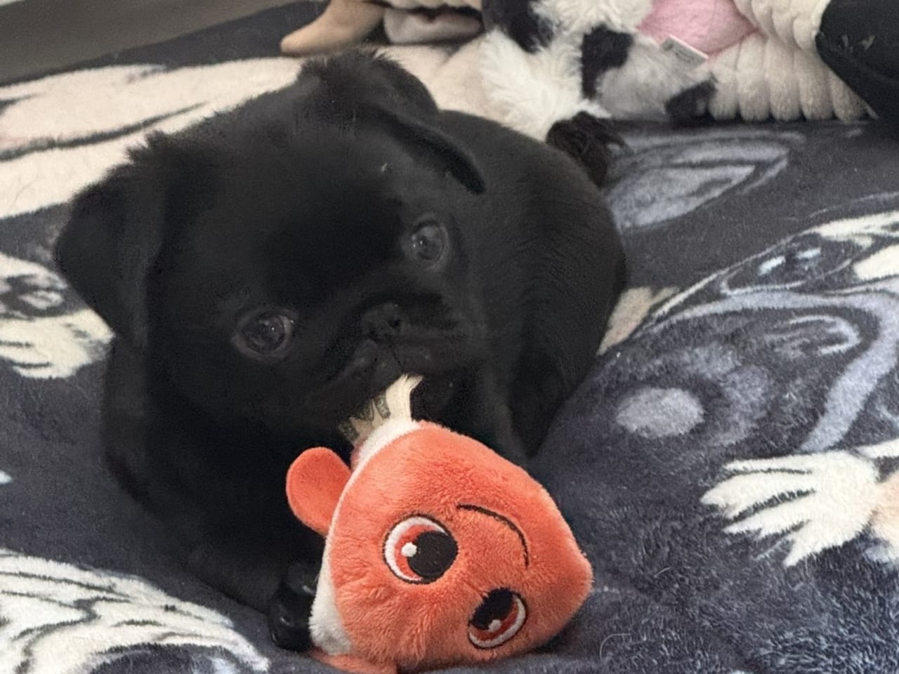 Pug