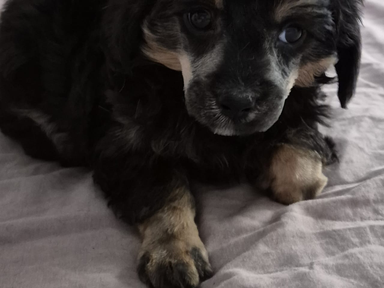 Cresterpoo · 2025-12-12 · Vara · Kikkis hundar