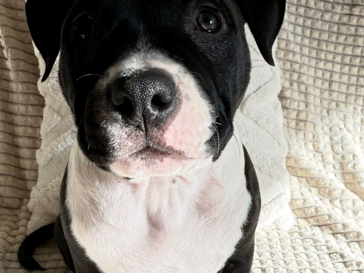 American Bully · 2025-12-05 · Nykvarn · Malin W.