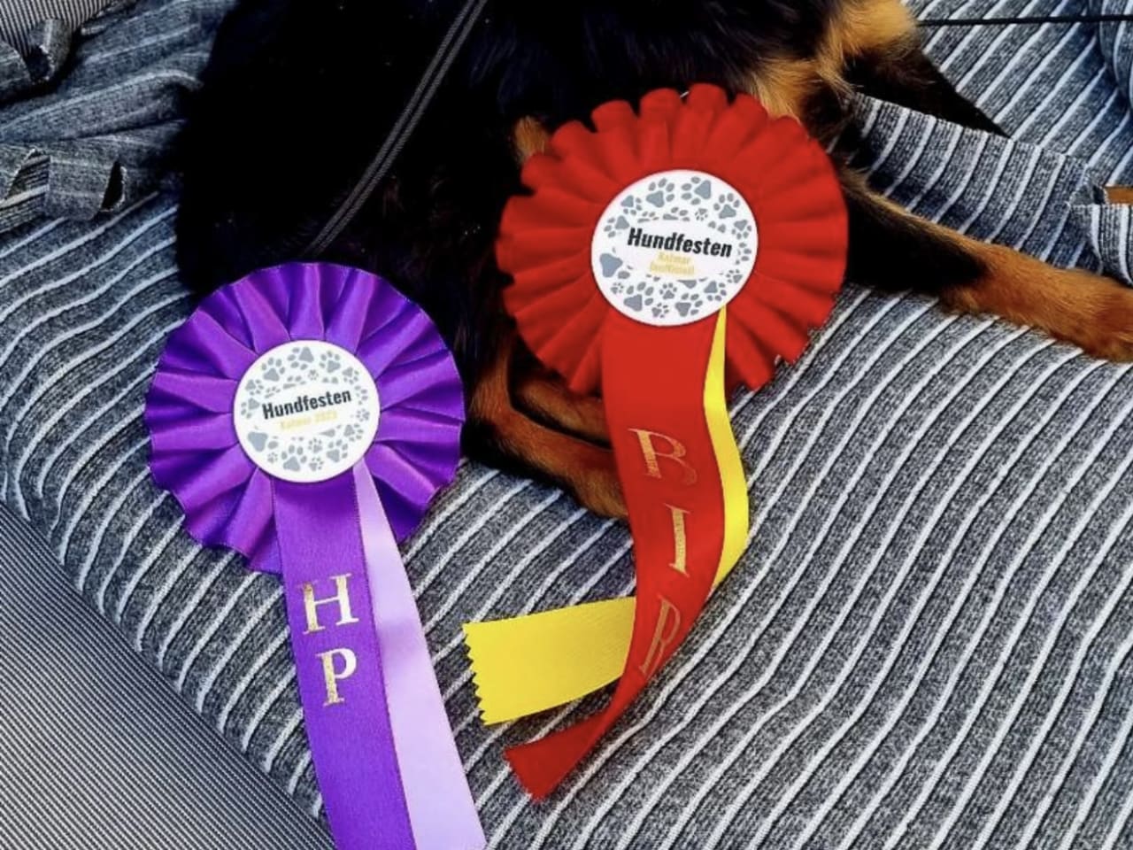 Russkiy Toy · 2026-02-11 · Nybro · Maximo Toys