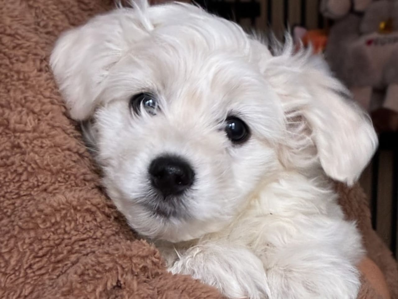 Malteser · 2025-12-10 · Helsingborg · Anja