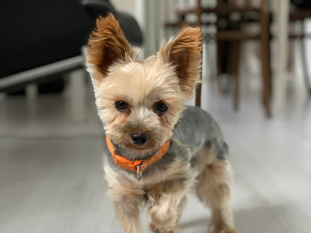 Yorkshire Terrier · 2022-04-25 · Länghem · Iunona Artemis