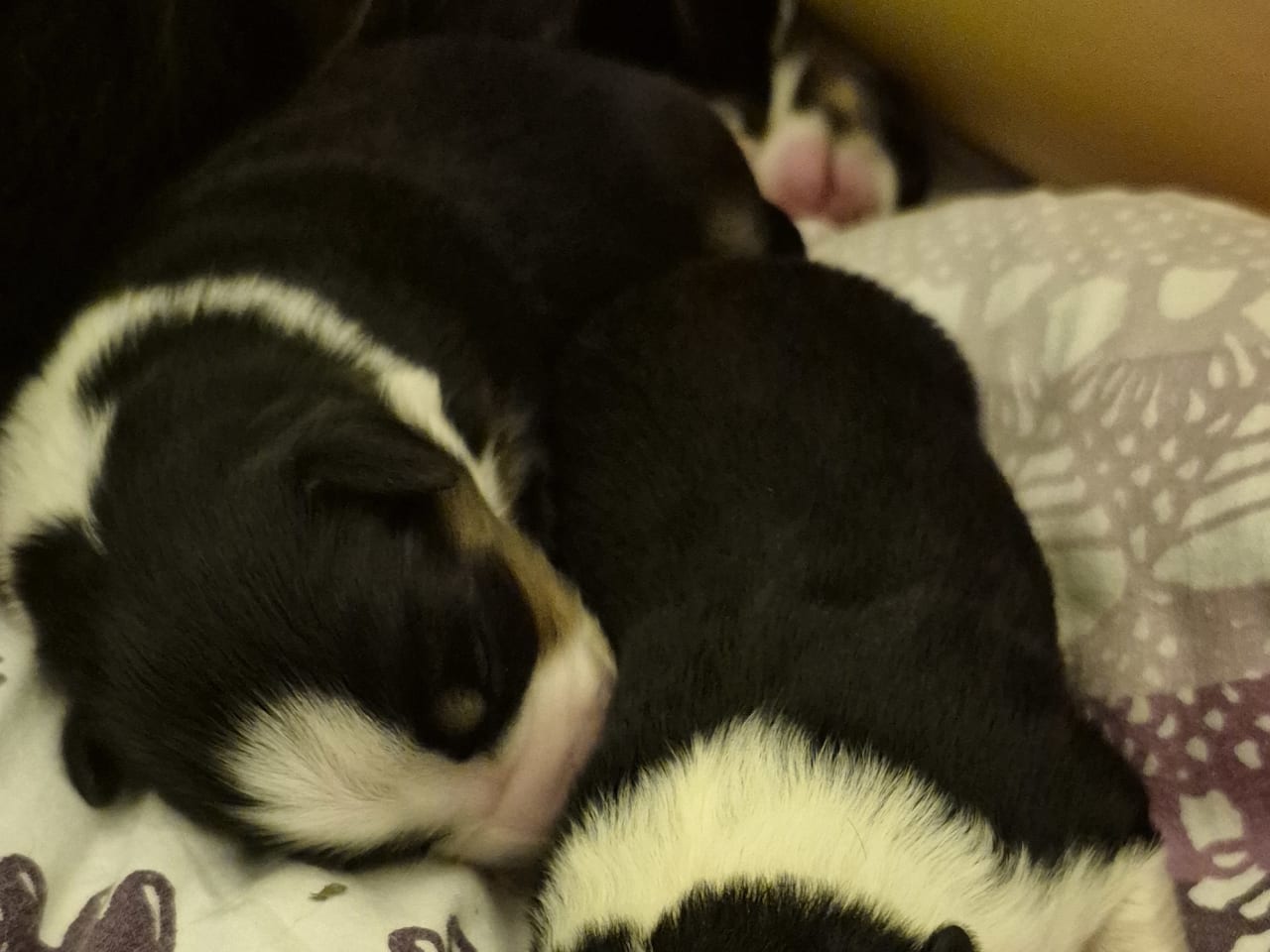 Miniature american shepherd · 2026-01-14 · Lövestad · Emma N.