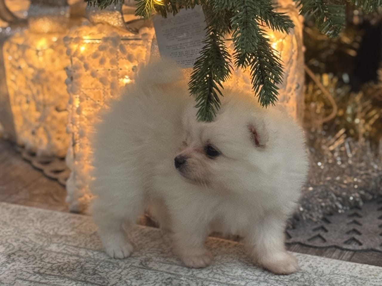Pomeranian