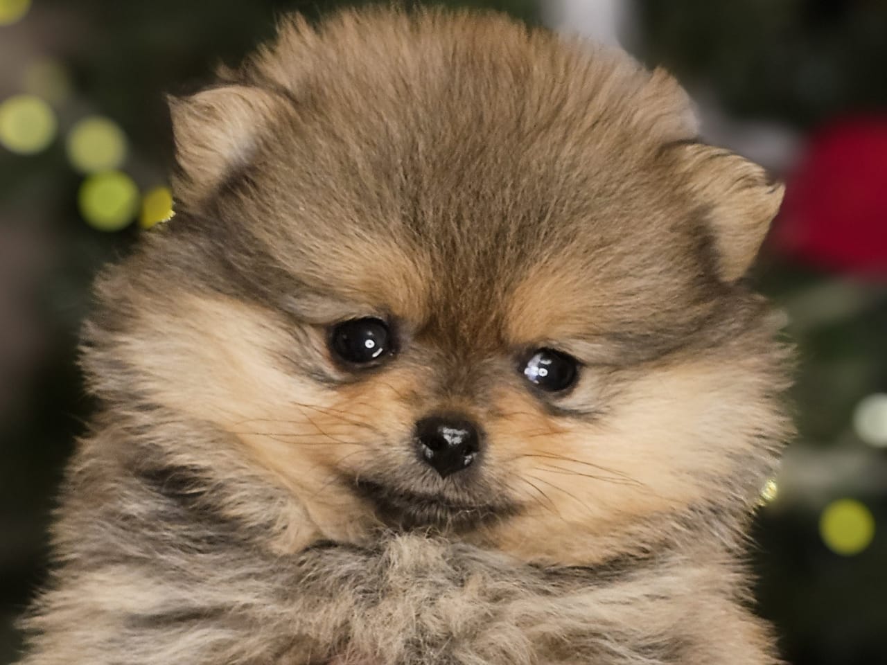 Pomeranian