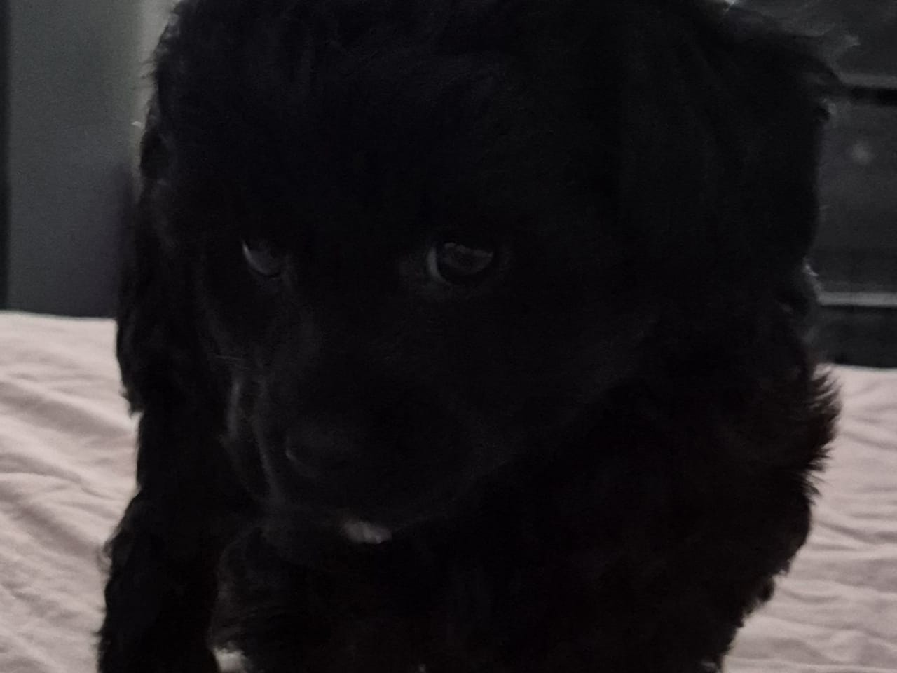 Cresterpoo · 2025-12-12 · Vara · Kikkis hundar