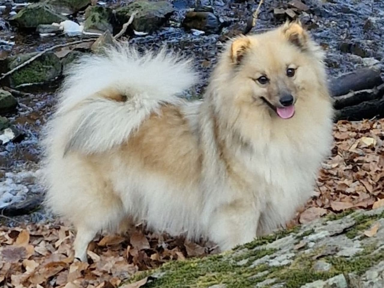 German Spitz – Mittelspitz