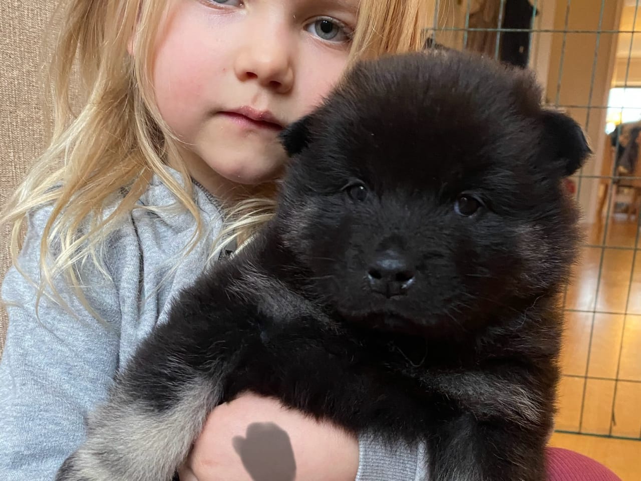 Eurasier