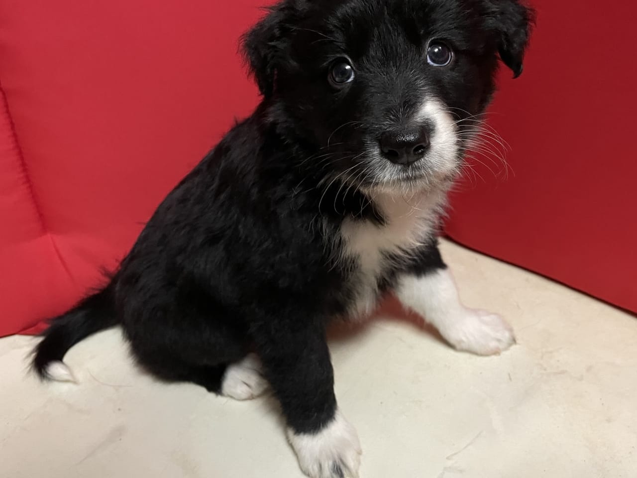 border collie · 2025-12-02 · Skånes fagerhult · Sweden's Eden