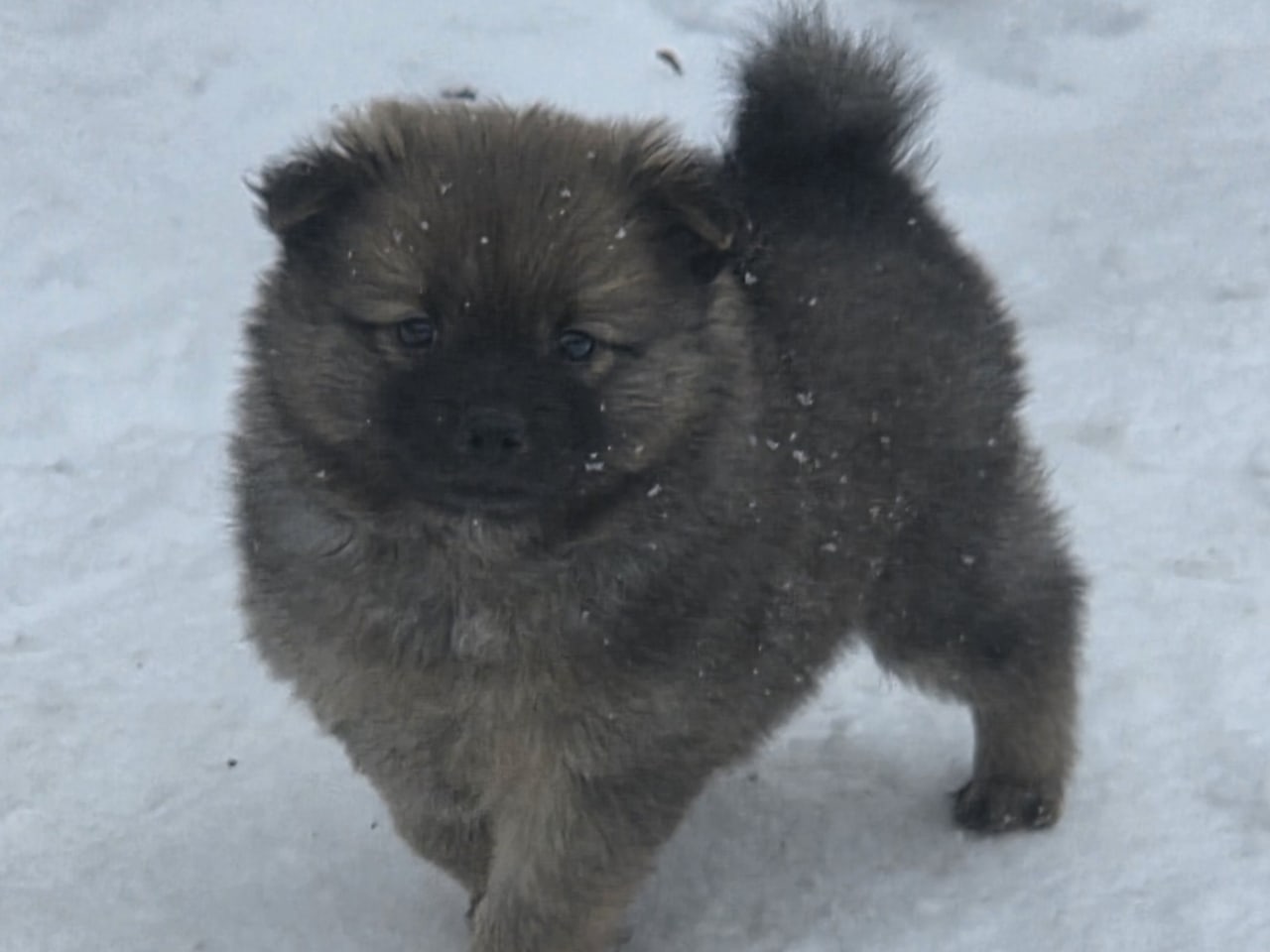 Tysk spets – mittelspitz · 2025-12-06 · Växjö · Stjärnspirans kennel