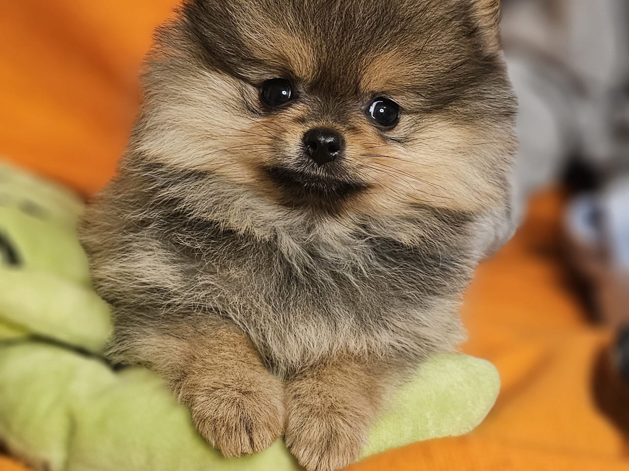 Pomeranian