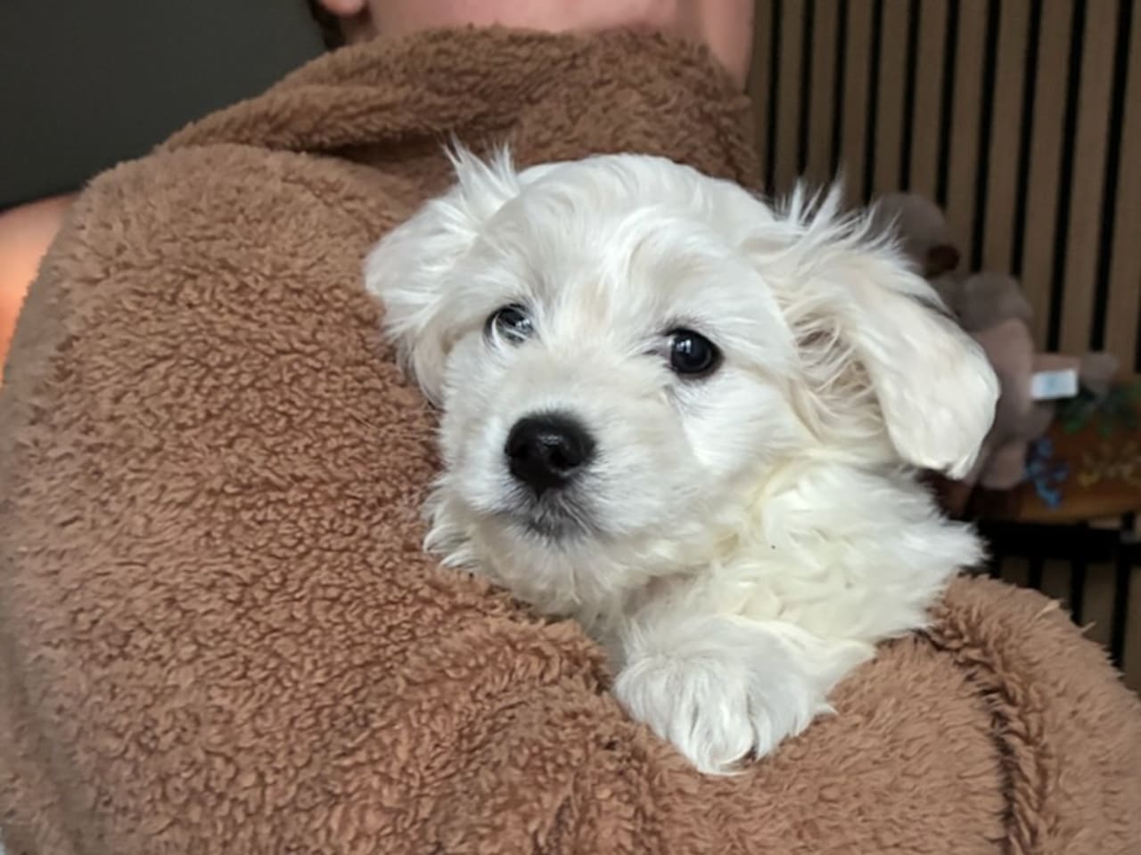 Malteser · 2025-12-10 · Helsingborg · Anja