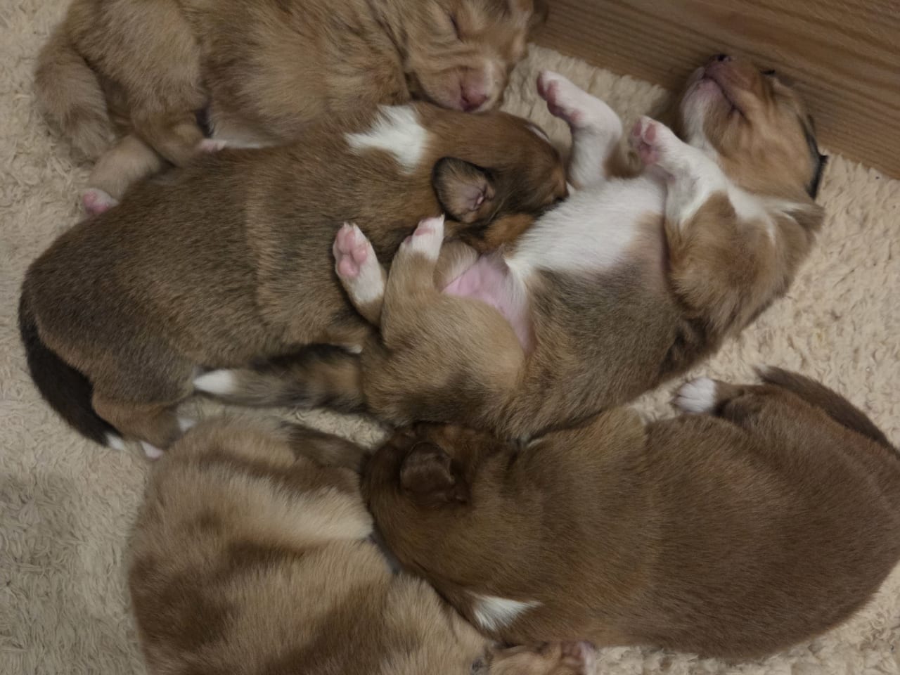 Australian Shepherd/ Tollare · 2026-01-17 · Gällivare · Sanna J.