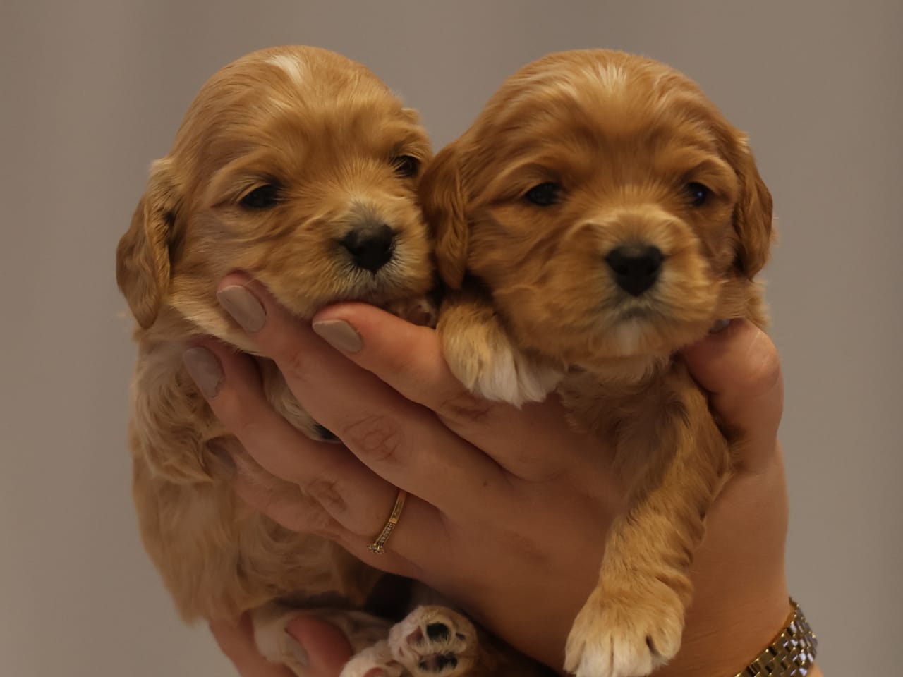 Cavapoo · 2026-01-19 · Spekeröd · Hagendalens
