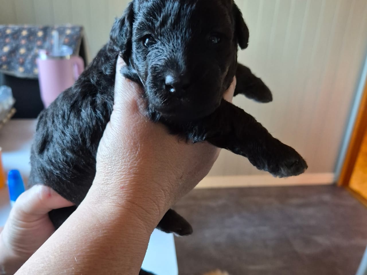 Blandras · 2026-01-25 · Sköldinge · Pomapoo