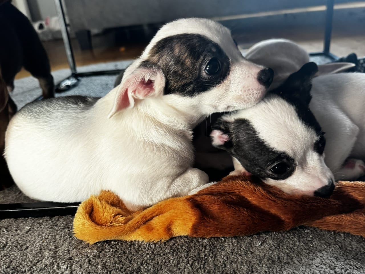 Chihuahua/Bully · 2026-11-11 · Trosa · Anette S.