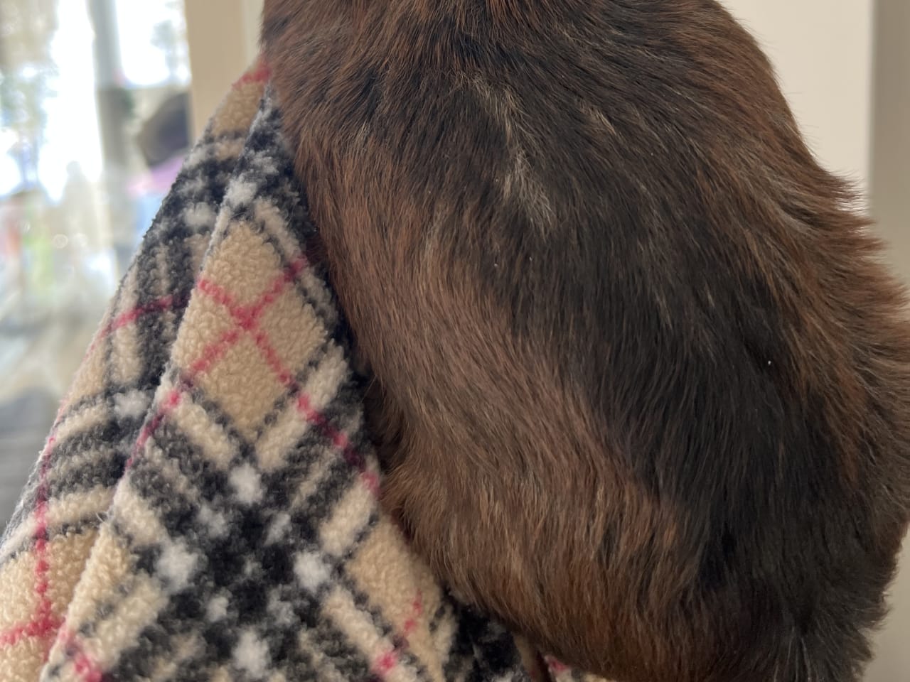 Bichon havanais · 2026-01-01 · Gävle · Team Nyström