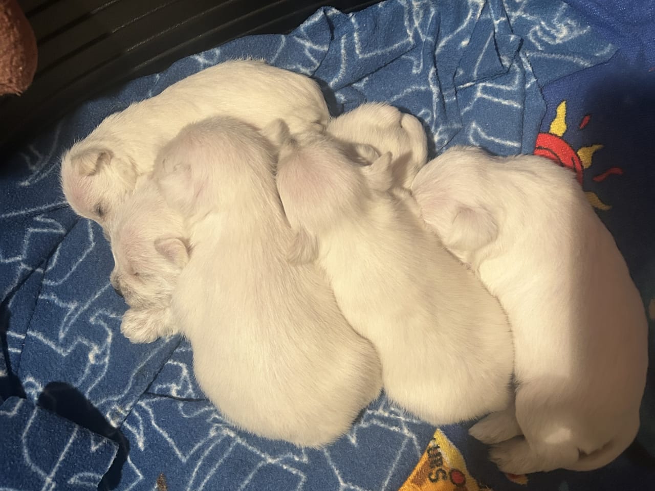 Dvärgschnauzer · 2026-01-19 · Vårgårda · Postgårdsbacken