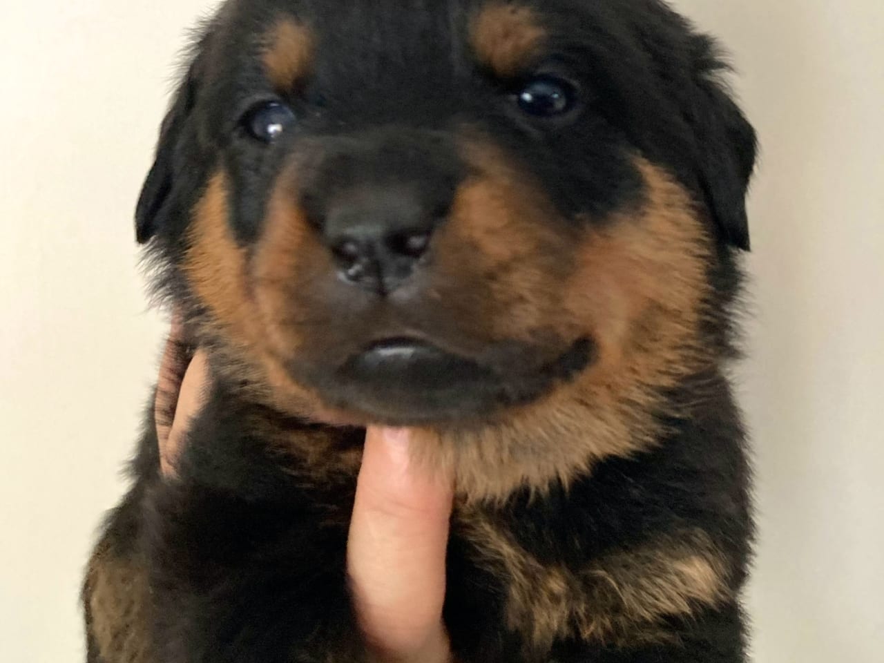 Rottweiler