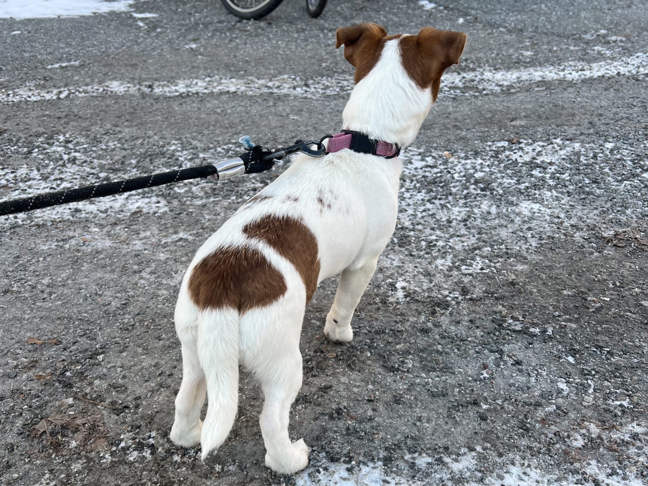 Jack Russell Terrier · 2025-09-18 · Danderyd · Djursholms tassar